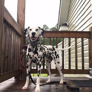 Meet your Posher, Freddie